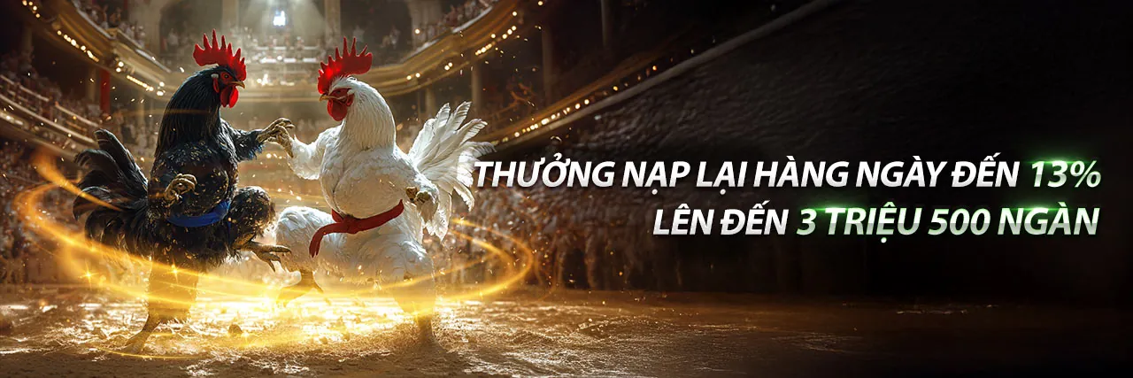 Đá Gà Mỹ Trực Tiếp Hấp Dẫn